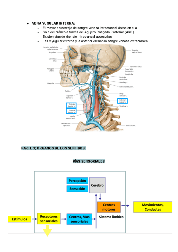 Miniatura del documento Neuroanatomia-II.pdf