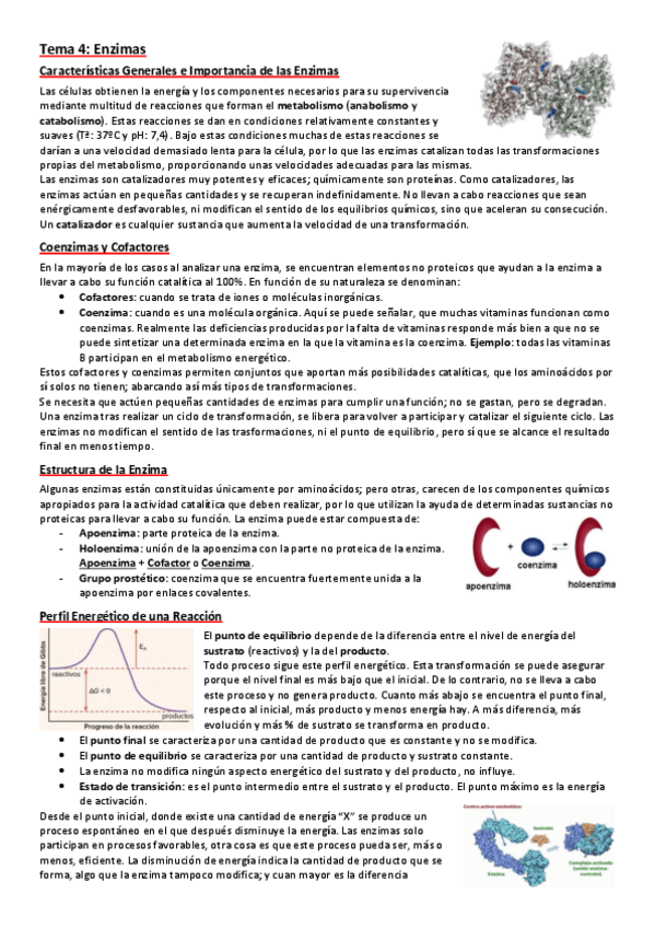 Miniatura del documento 4.-Enzimas.pdf