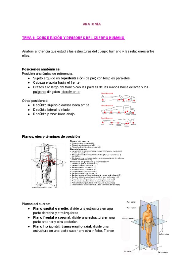 Miniatura del documento Tema-1-anatomia.pdf