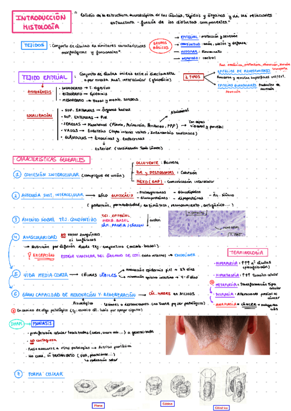 Miniatura del documento TEJ-EPITELIAL.pdf