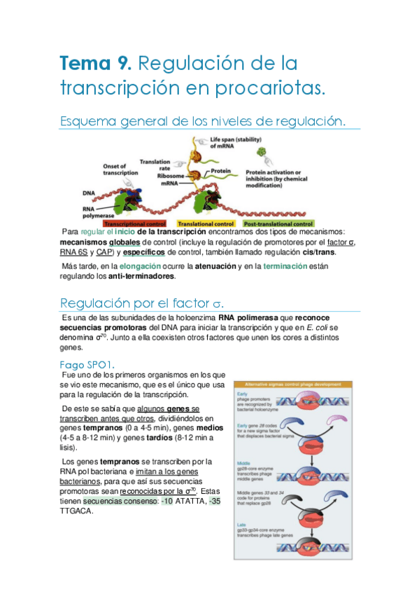 Miniatura del documento Tema-9.-Regulacion-transcripcion-en-procariotas.pdf