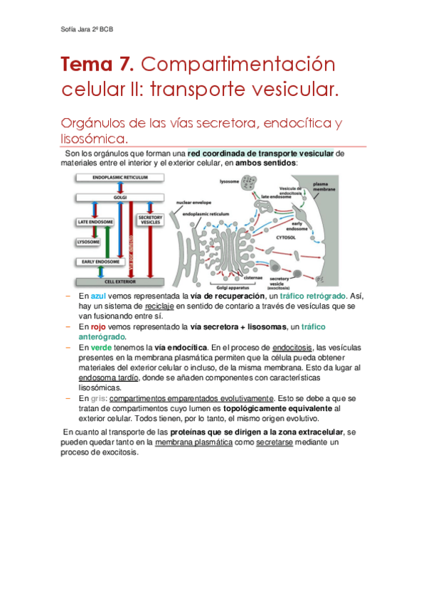 Miniatura del documento Tema-7.-Transporte-vesicular.pdf