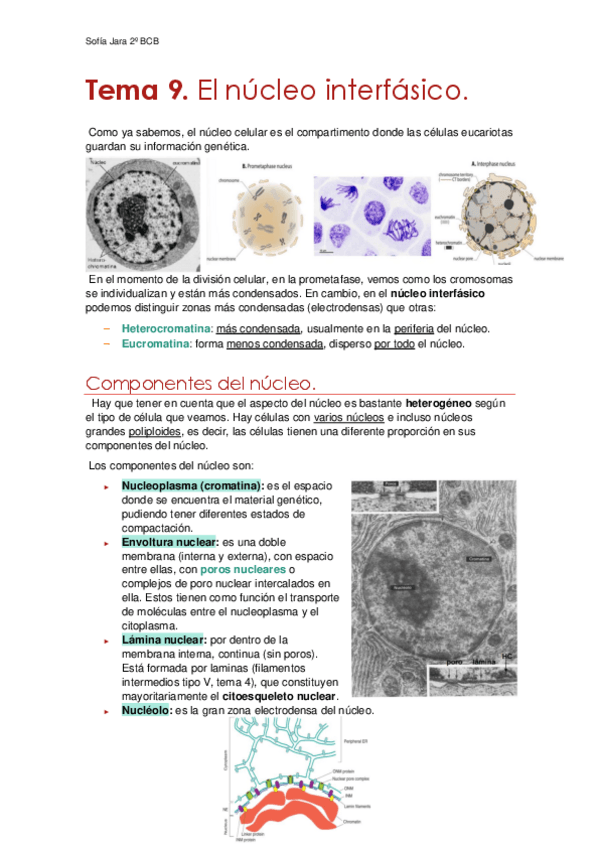 Miniatura del documento Tema-9.-El-nucleo.pdf