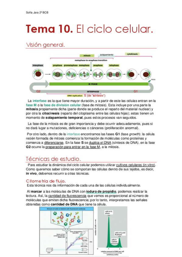 Miniatura del documento Tema-10.-El-ciclo-celular.pdf