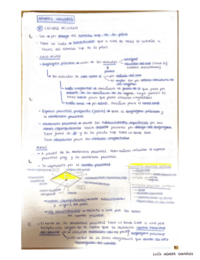 Miniatura del documento Aparato-urinario.pdf
