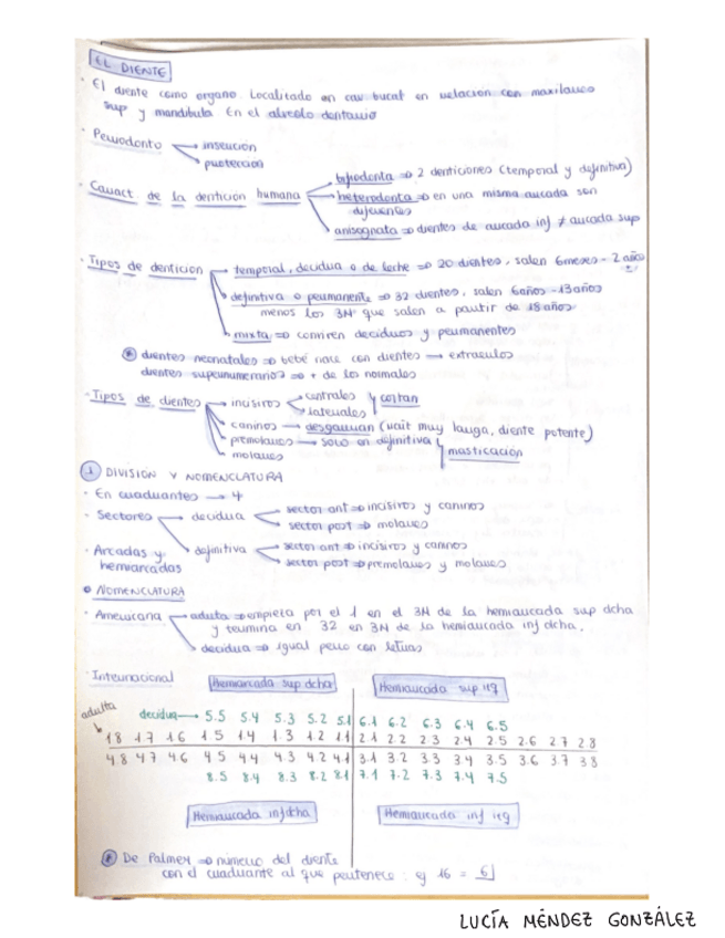 Miniatura del documento El-diente-anatomia-periodontal-y-oclusion.pdf