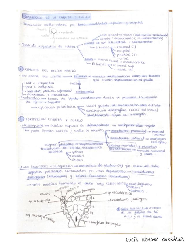 Miniatura del documento Embriologia-cabeza-cuello-y-dental.pdf