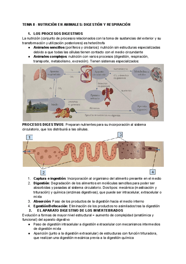 Miniatura del documento Tema-8-Nutricion-en-animales-Digestion-y-respiracion.pdf