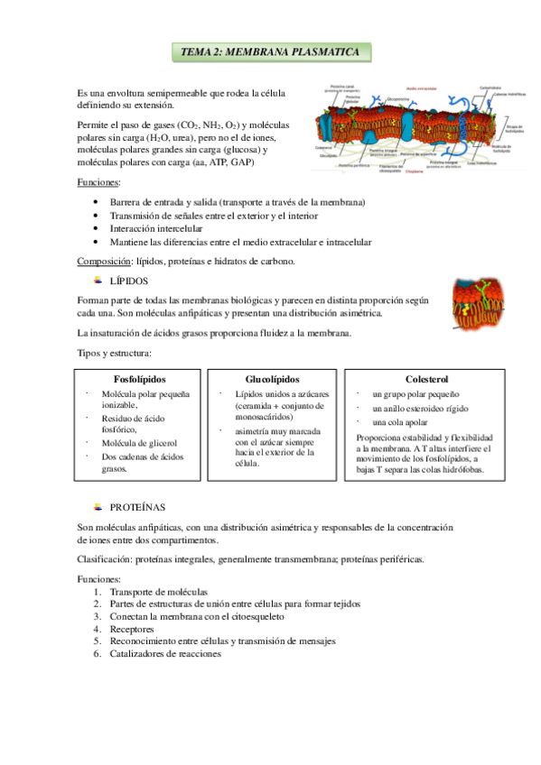 Miniatura del documento TEMA-2-MEMBRANA-PLASMATICA.pdf