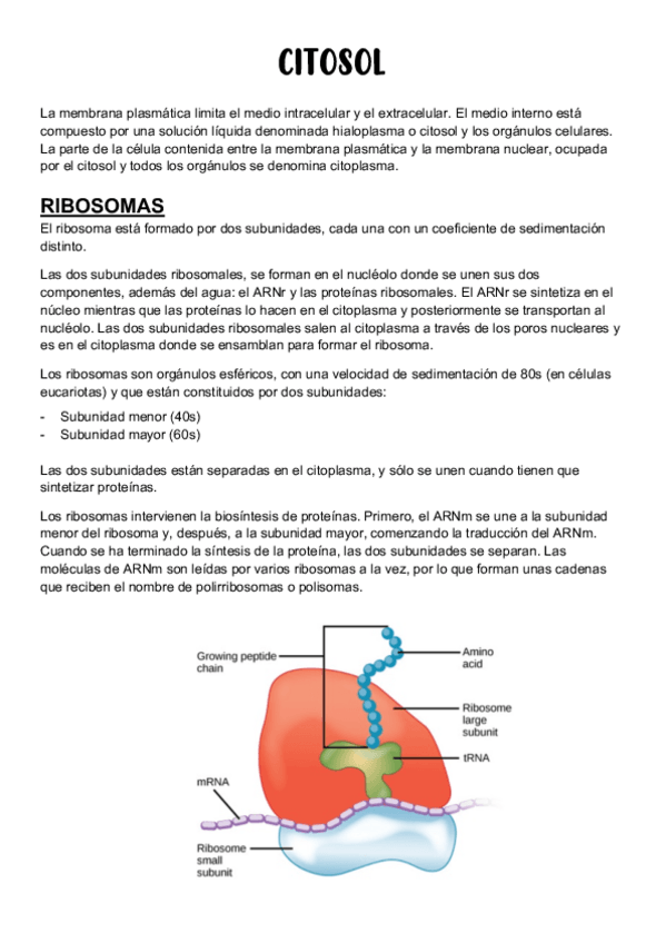 Miniatura del documento CITOSOL.pdf