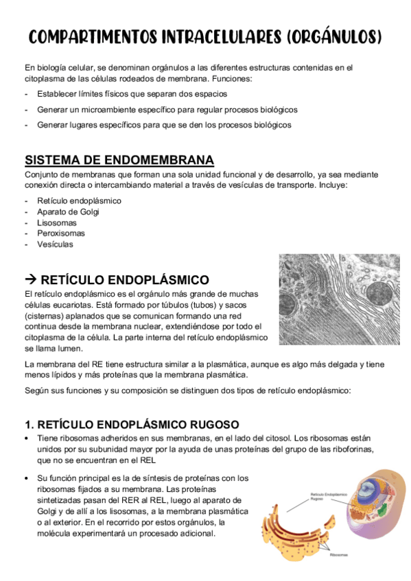Miniatura del documento COMPARTIMENTOS-INTRACELULARES.pdf