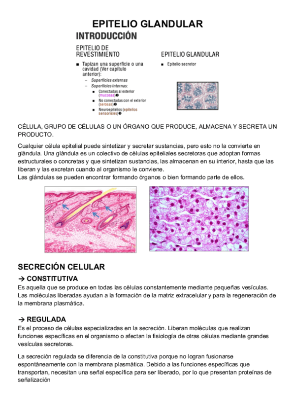Miniatura del documento Ep.-glandular.pdf