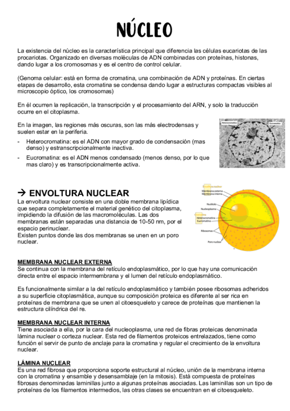 Miniatura del documento NUCLEO-copia.pdf
