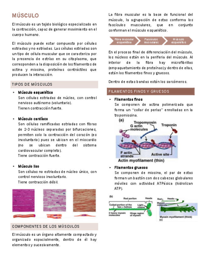 Miniatura del documento Musculo-Fisiologia-general.pdf