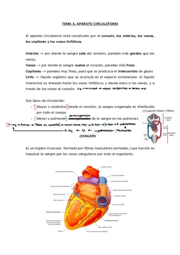 Miniatura del documento Tema-3.-Aparato-circulatorio.pdf