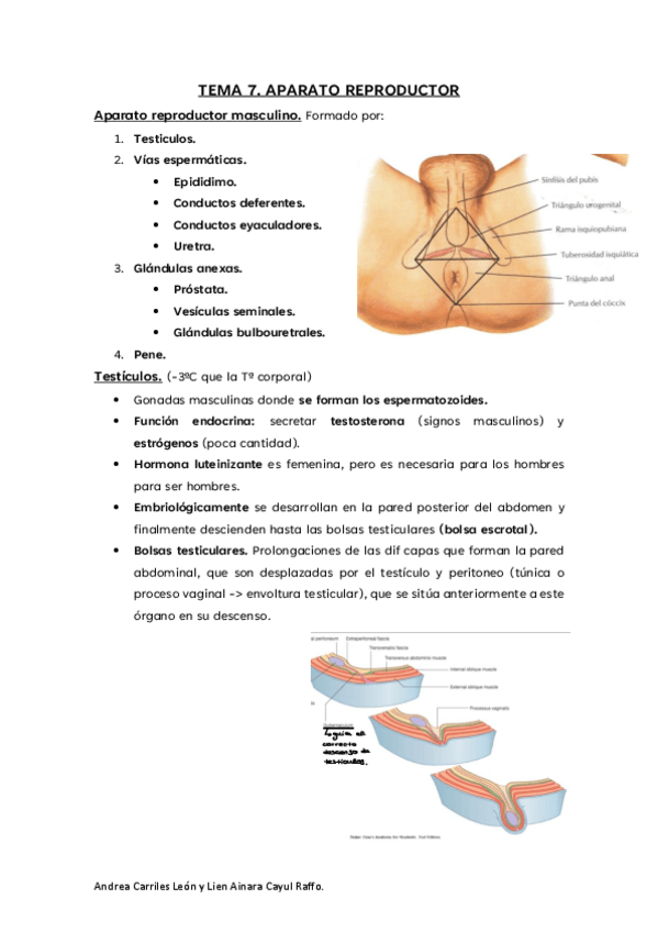 Miniatura del documento Tema-7.-Aparato-Reproductor.pdf