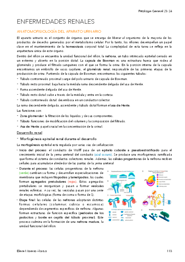 Miniatura del documento T23-ENFERMEDADES-RENALES.pdf