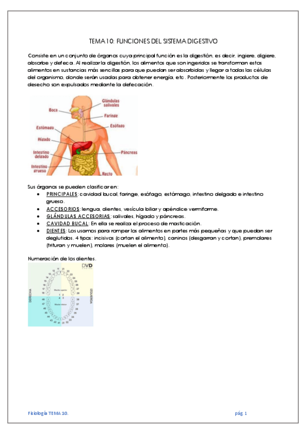 Miniatura del documento TEMA-10-FUNCIONES-DEL-SISTEMA-DIGESTIVO.pdf