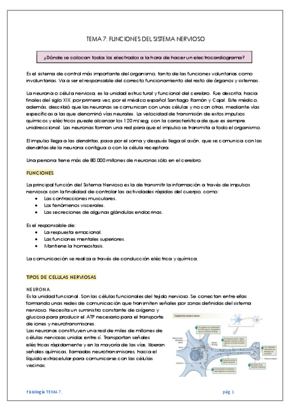 Miniatura del documento TEMA-7-FUNCIONES-DEL-SISTEMA-NERVIOSO.pdf