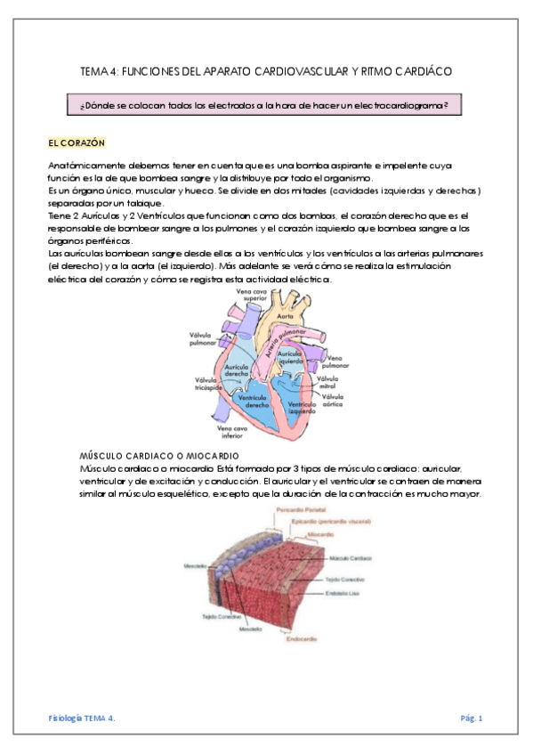 Miniatura del documento TEMA-4-FUNCIONES-DEL-APARATO-CARDIOVASCULAR-Y-RITMO-CARDIACO.pdf