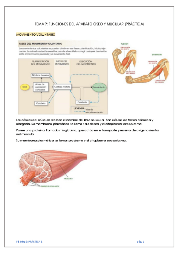 Miniatura del documento TEMA-9-FUNCIONES-DEL-APARATO-OSEO-Y-MUCULAR-PRACTICA.pdf