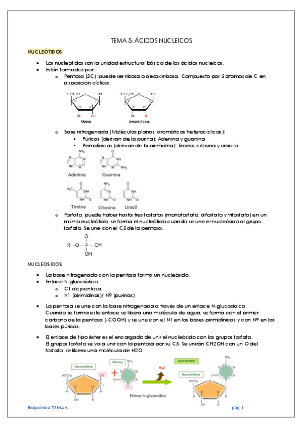 Miniatura del documento TEMA-5-ACIDOS-NUCLEICOS.pdf