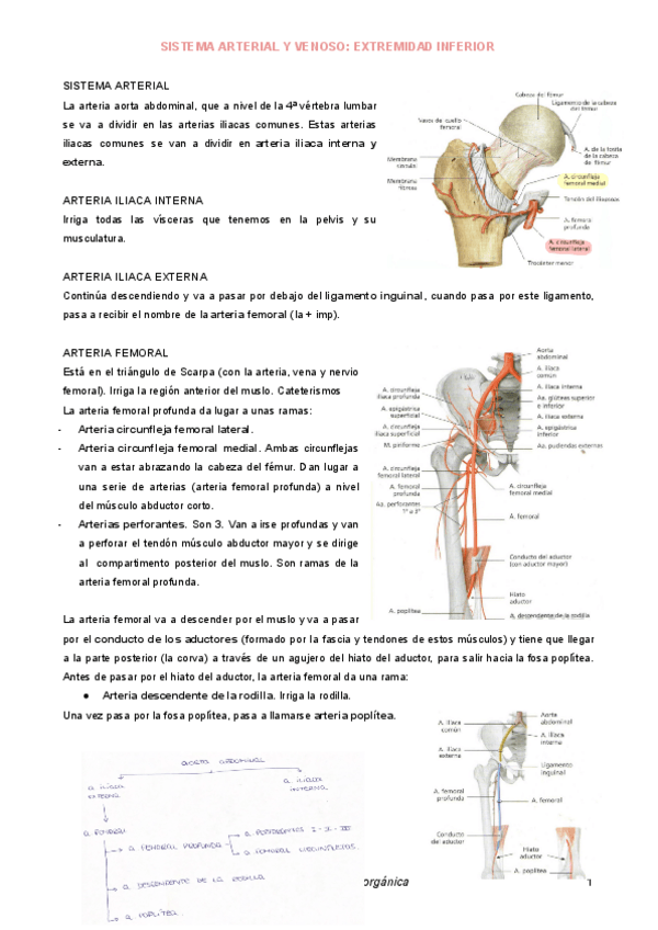 Miniatura del documento SIST-ART-Y-VENOSO-EX-INFERIOR.pdf