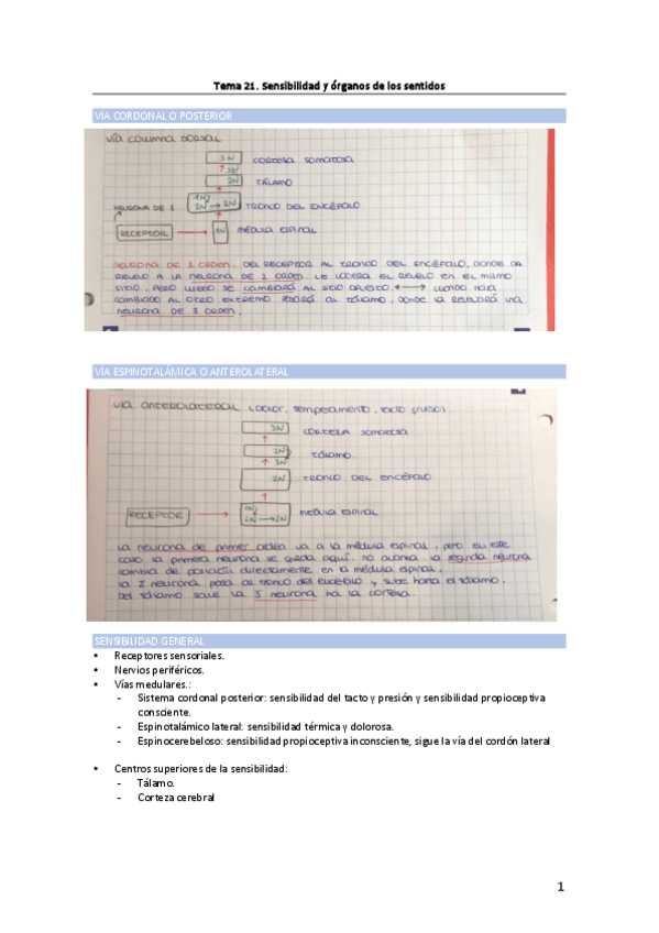 Miniatura del documento Tema-21.-Sensibilidad-y-organos-de-los-sentidos.pdf