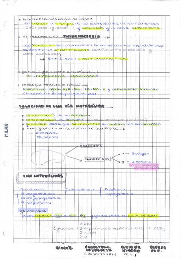 Miniatura del documento metabolismo-resumen-de-lo-mas-importante.pdf