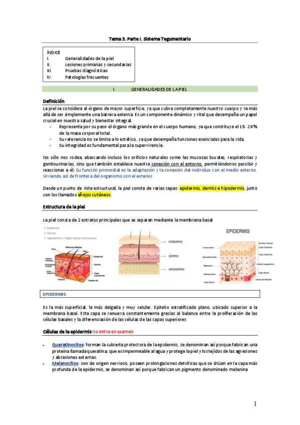 Miniatura del documento Tema-3.-Parte-I.-Sistema-Tegumentario.pdf