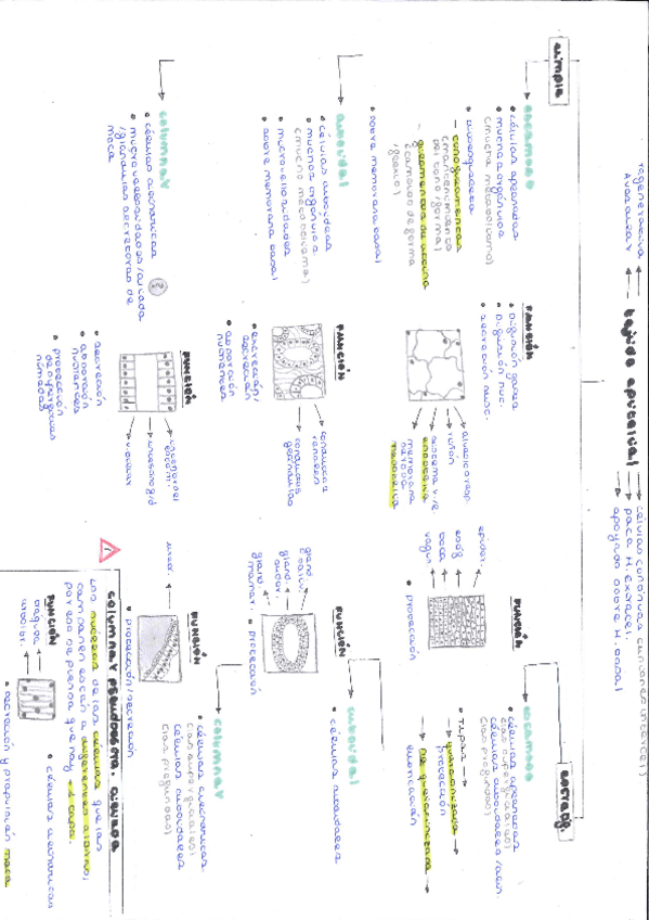 Miniatura del documento practicas-biologia.pdf