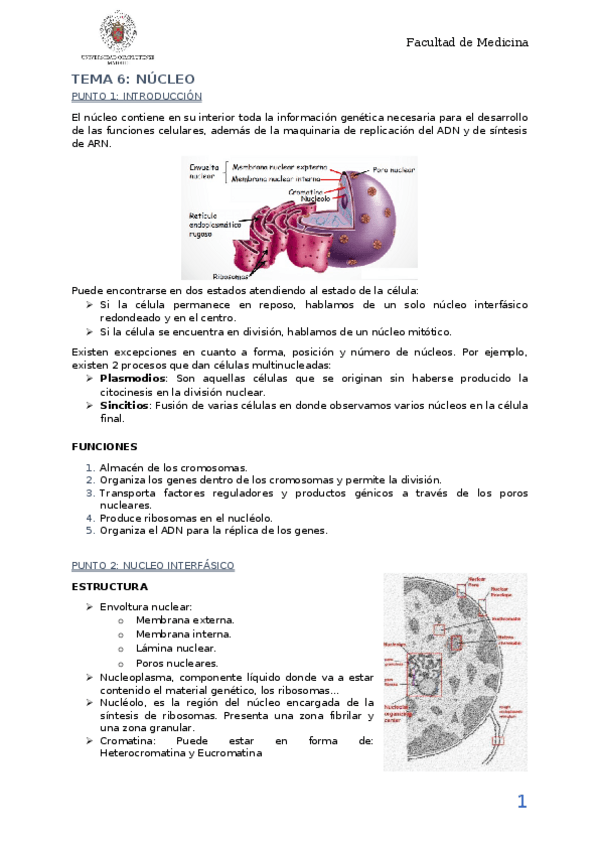 Miniatura del documento TEMA 6. NUCLEO. CICLO CELULAR.docx