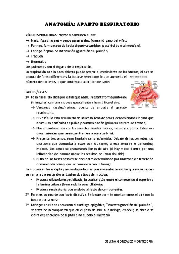 Miniatura del documento APARATO-RESPIRATORIO.pdf
