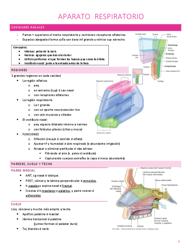 Miniatura del documento Ap.Respiratorio.Apuntes.pdf