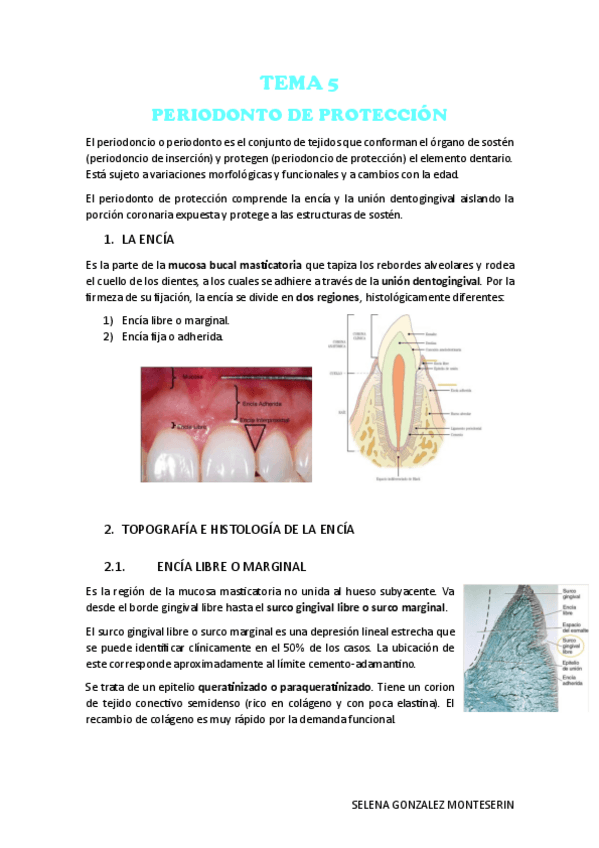 Miniatura del documento TEMA-5-HISTOLOGIA.pdf