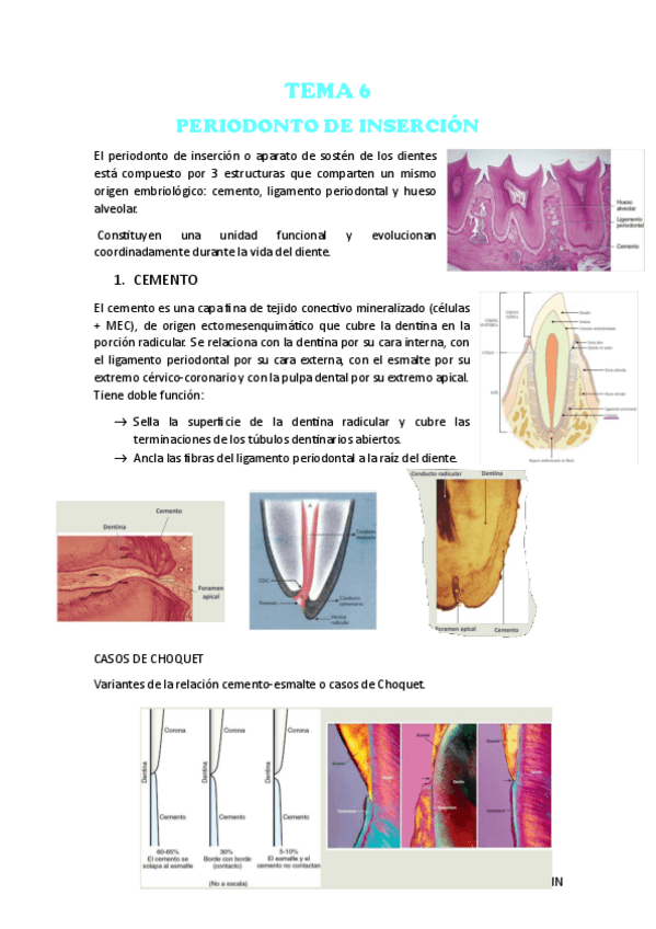 Miniatura del documento Tema-6-HISTOLOGIA.pdf