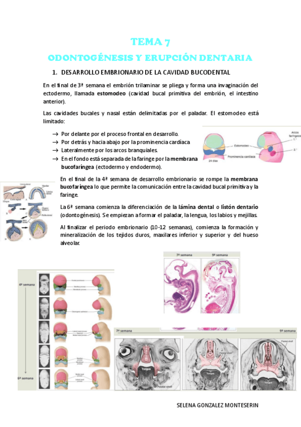 Miniatura del documento Tema-7-HISTOLOGIA.pdf