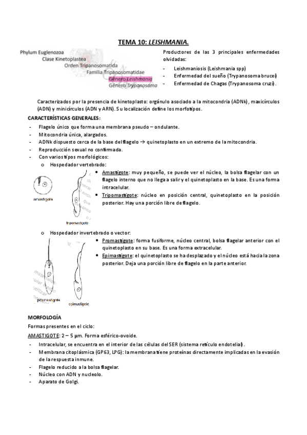 Miniatura del documento TEMA-10-LEISHMANIA.pdf