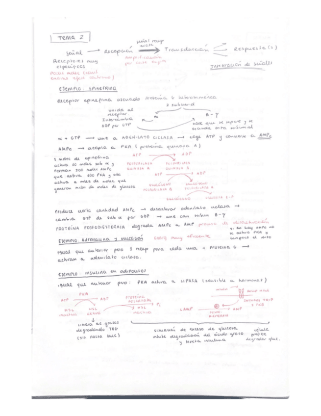 Miniatura del documento Resumenes-para-sacar-un-5.pdf