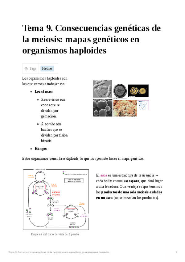 Miniatura del documento Tema 9. Consecuencias genéticas de la meiosis. Mapas genéticos en organismos haploides.pdf