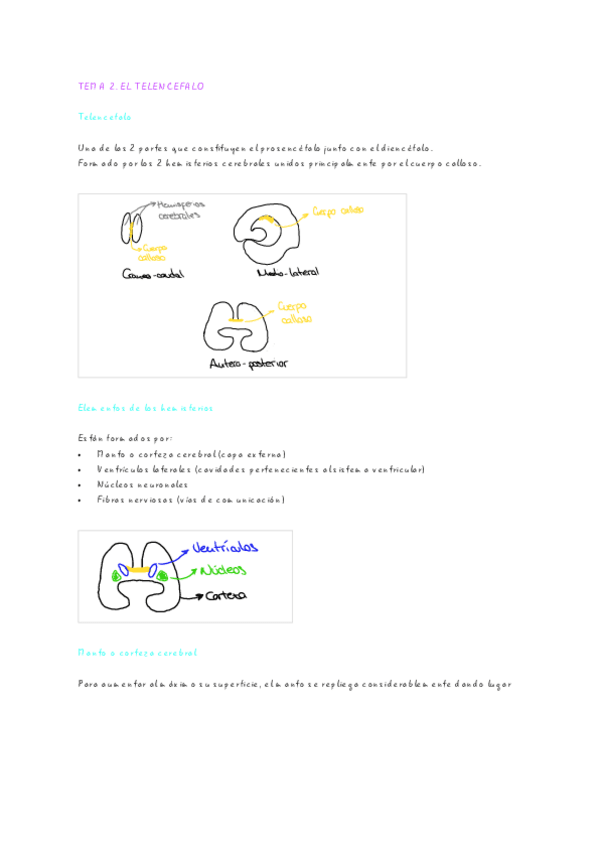 Miniatura del documento TEMA-2-EL-TELENCEFALO.pdf
