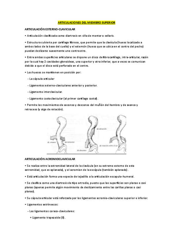Miniatura del documento Articulaciones del miembro superior (anatomía).pdf