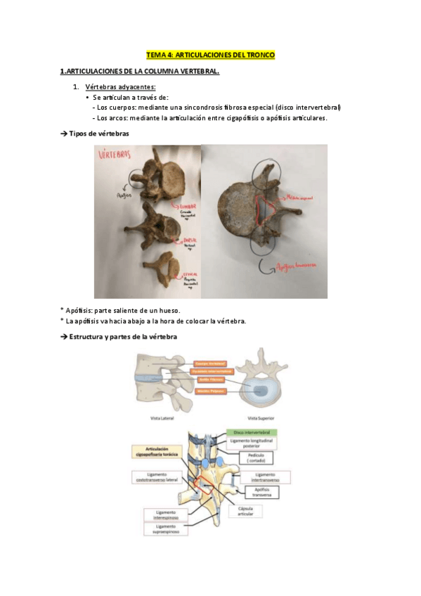 Miniatura del documento Articulaciones del tronco anatomía (tema 4).pdf