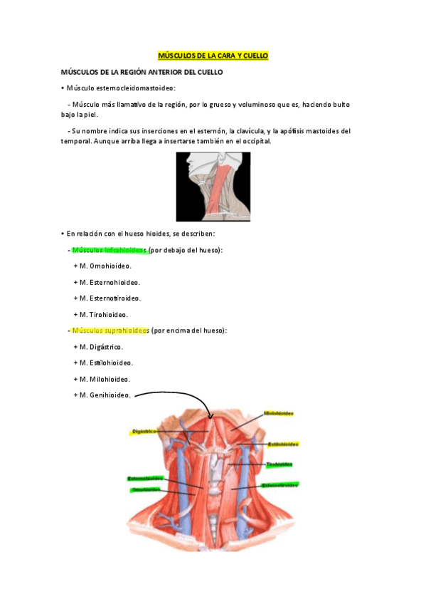 Miniatura del documento Músculos de la cara y cuello (anatomía).pdf