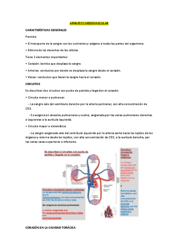 Miniatura del documento APARATO CARDIOVASCULAR.pdf