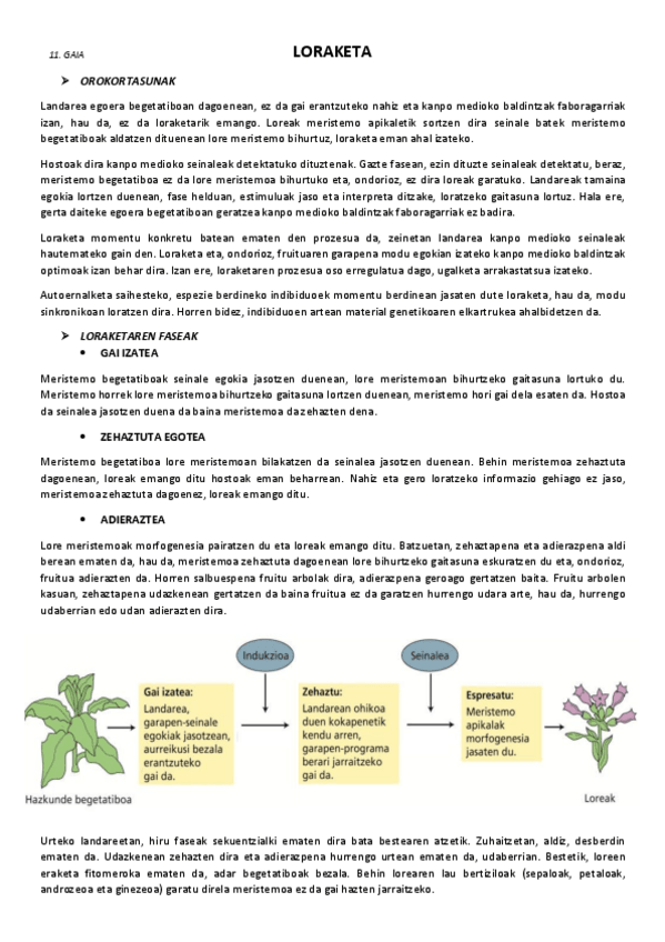Miniatura del documento 11.-Loraketa.pdf
