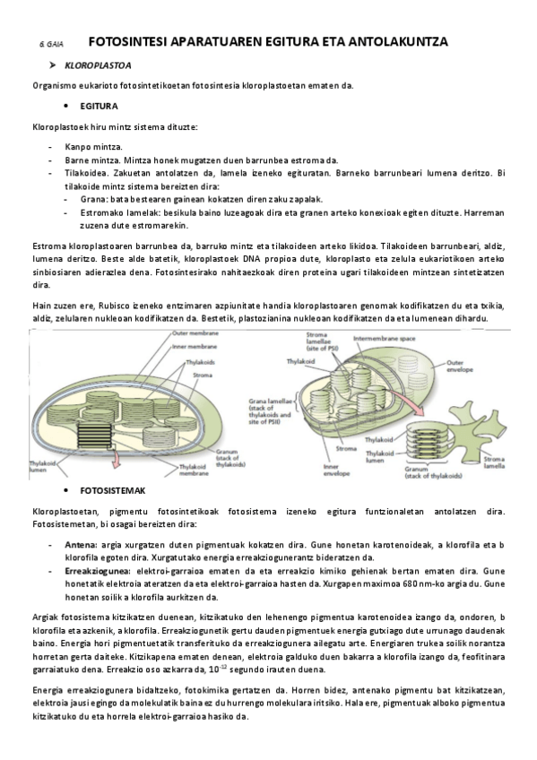 Miniatura del documento 6.-Fotosintesi-aparatuaren-egitura-eta-antolakuntza.pdf
