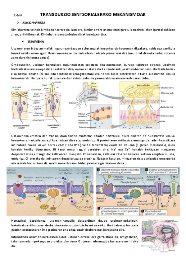 Miniatura del documento 8.-Transdukzio-sentsorialerako-mekanismoak.pdf