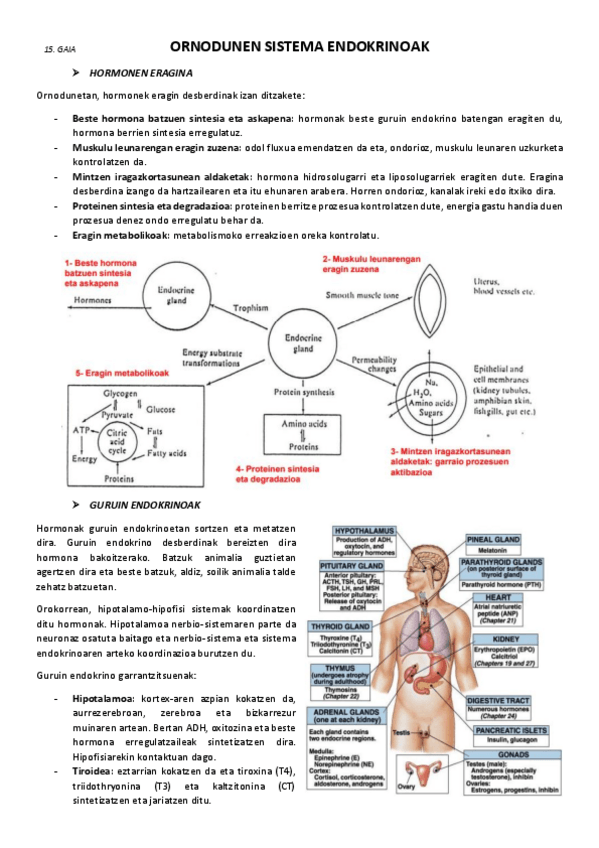 Miniatura del documento 15.-Ornodunen-sistema-endokrinoak.pdf