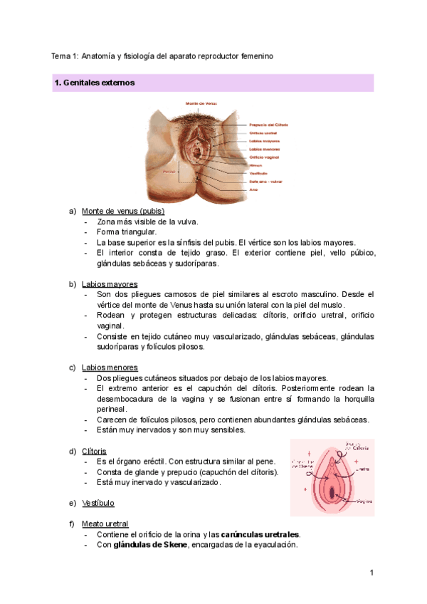 Miniatura del documento TEMA-1-Anatomia-y-fisiologia-del-aparato-reproductor-femenino.pdf
